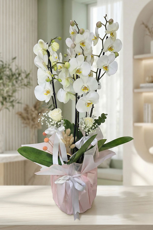 Saf Zarafet 4 Dallı Beyaz Orkide Tasarımı