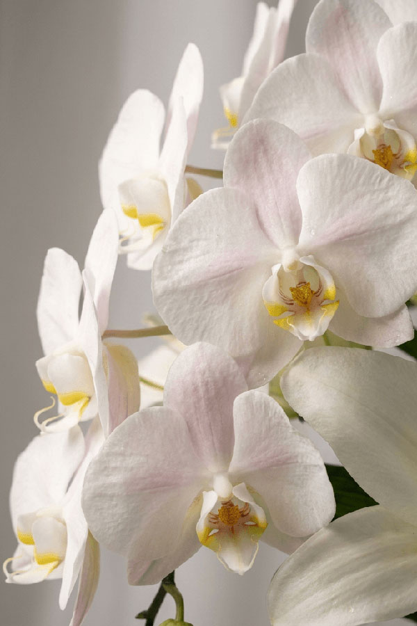 Beyazın Asaleti Orkide, Gül ve Lilyum Bahçesi