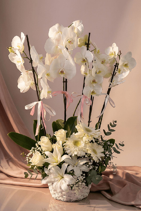 Beyazın Asaleti Orkide, Gül ve Lilyum Bahçesi