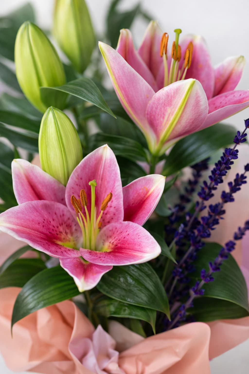 Pembe Zarafet - Kokulu Saksı Lilyum