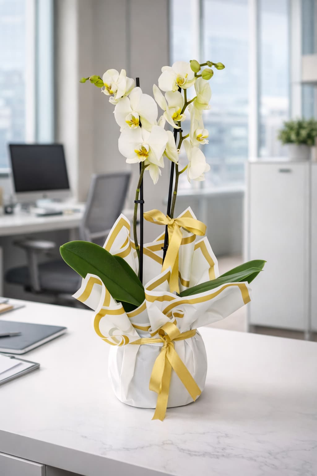 Altın Işıltısı 2 Köklü Beyaz Orkide Tasarımı