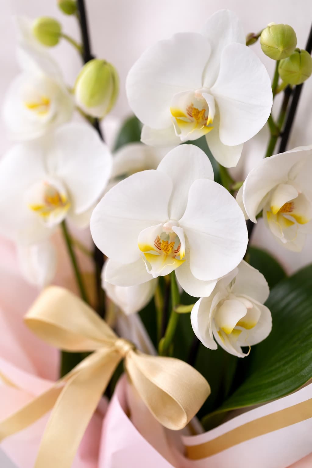 Pembe Rüyalar 3 Köklü Beyaz Orkide